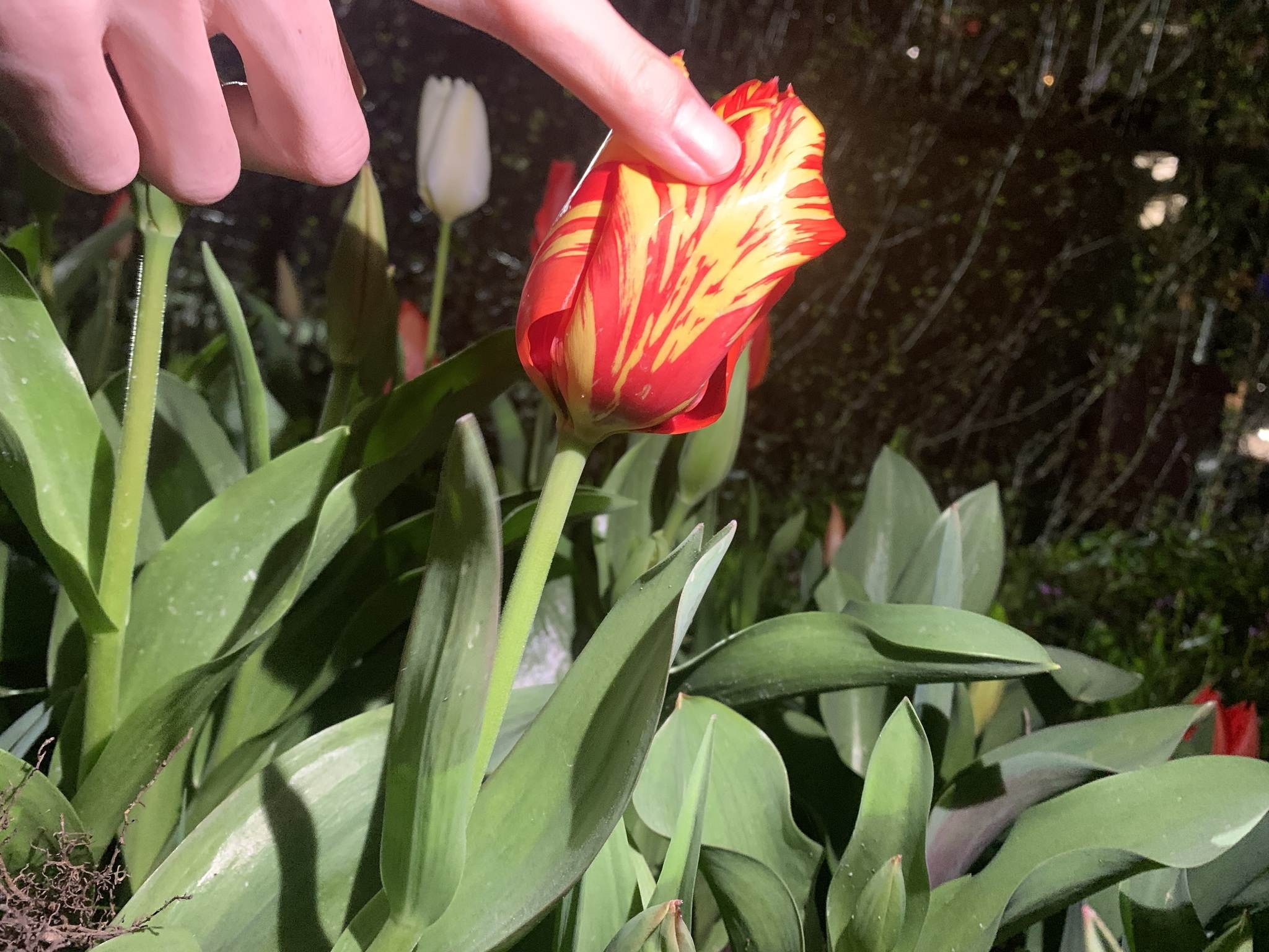 Tulip breaking virus