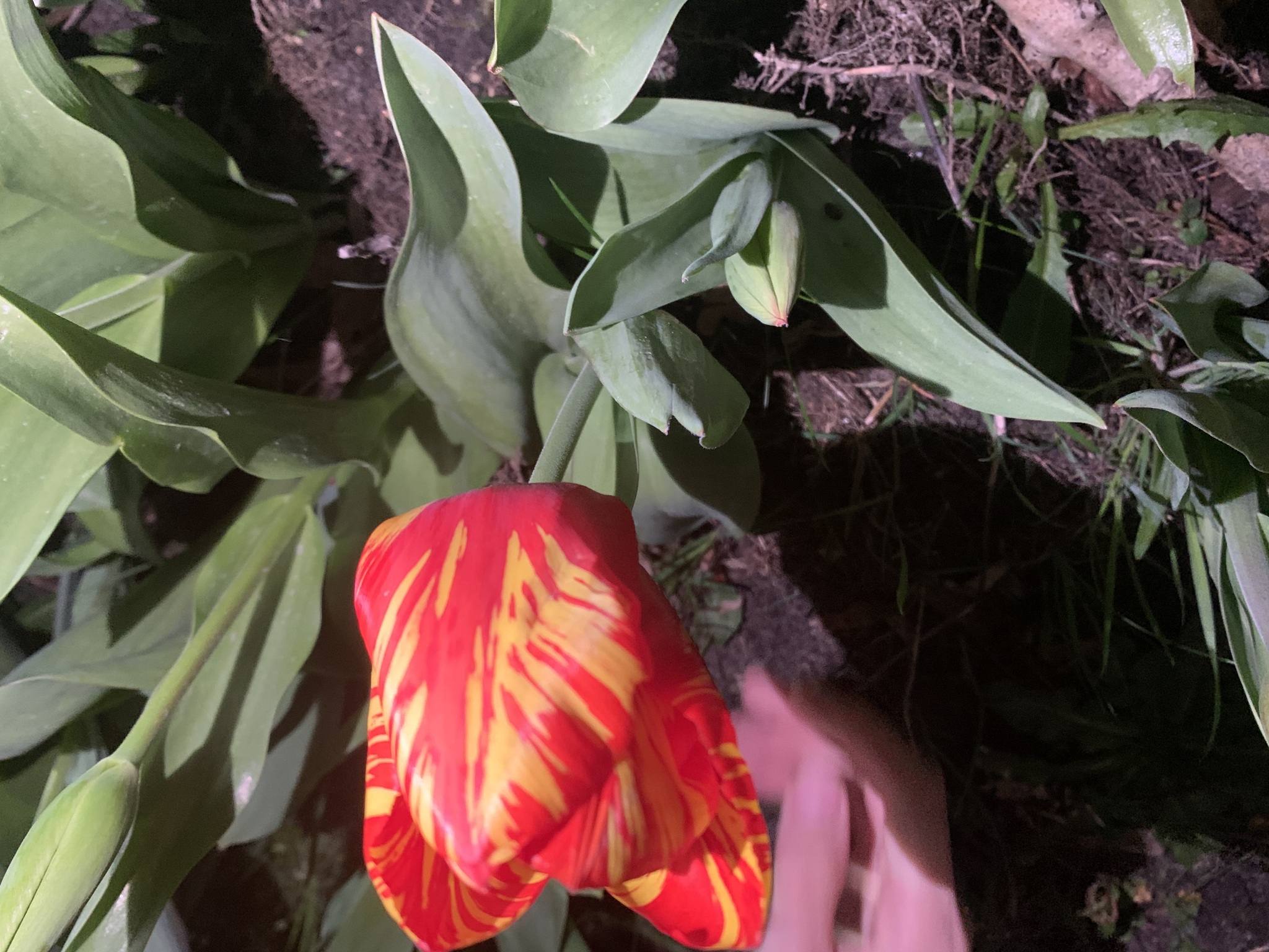 Tulip breaking virus