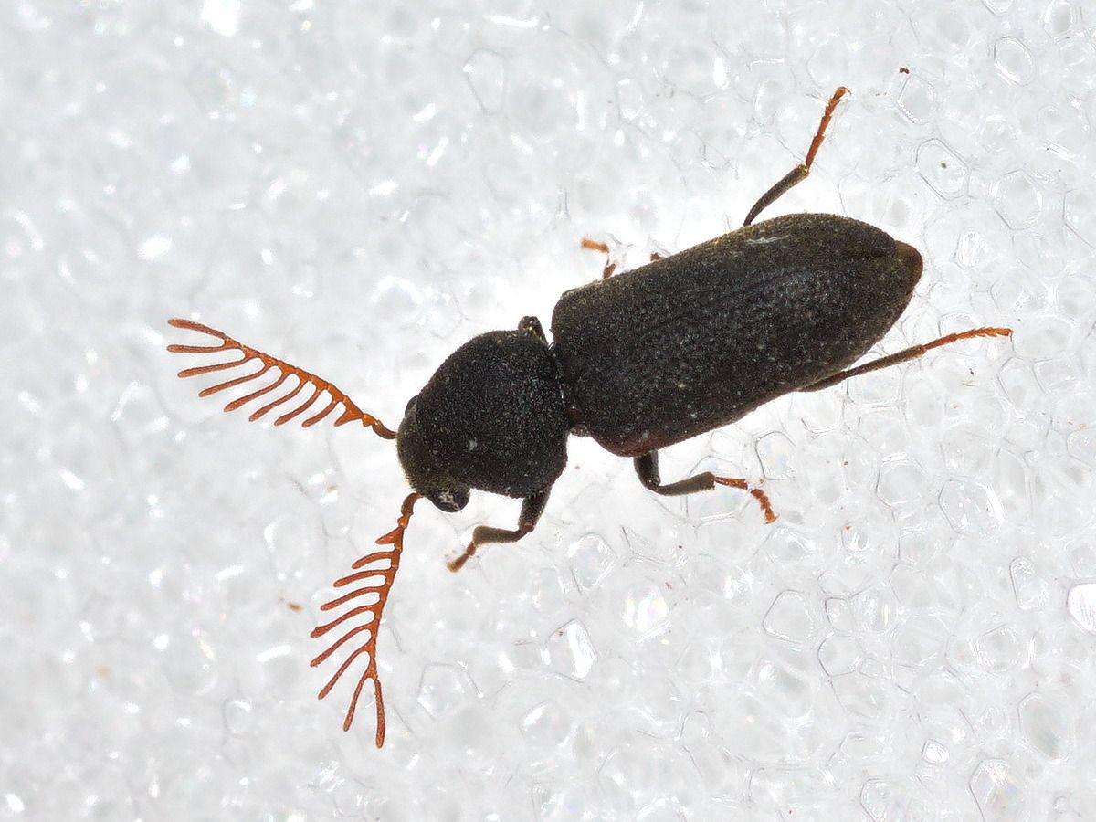 Ptilinus fuscus