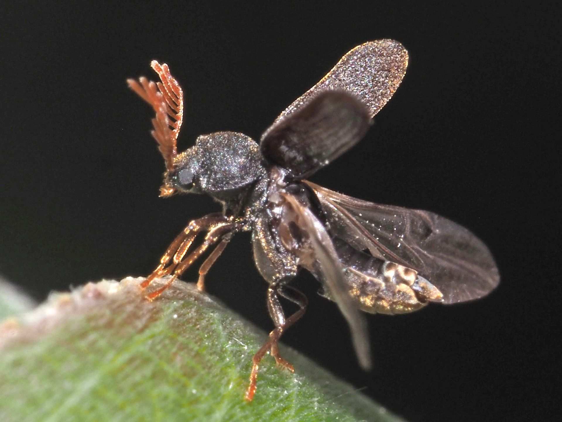 Ptilinus fuscus