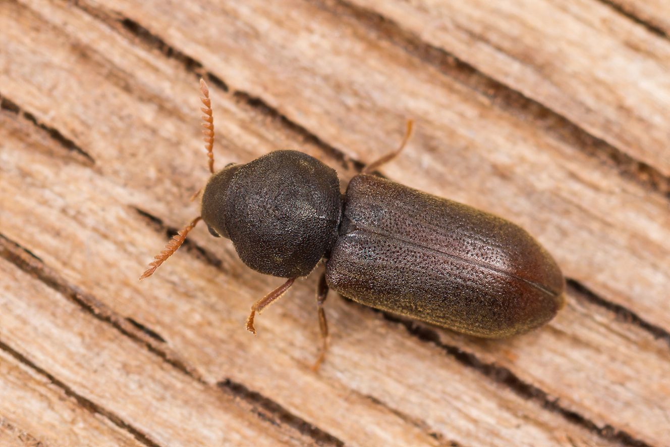 Ptilinus fuscus