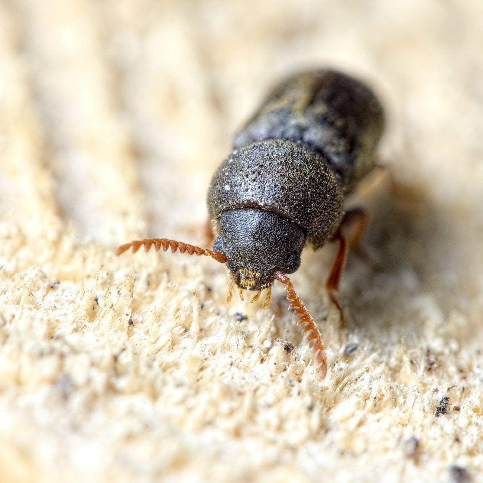 Ptilinus fuscus