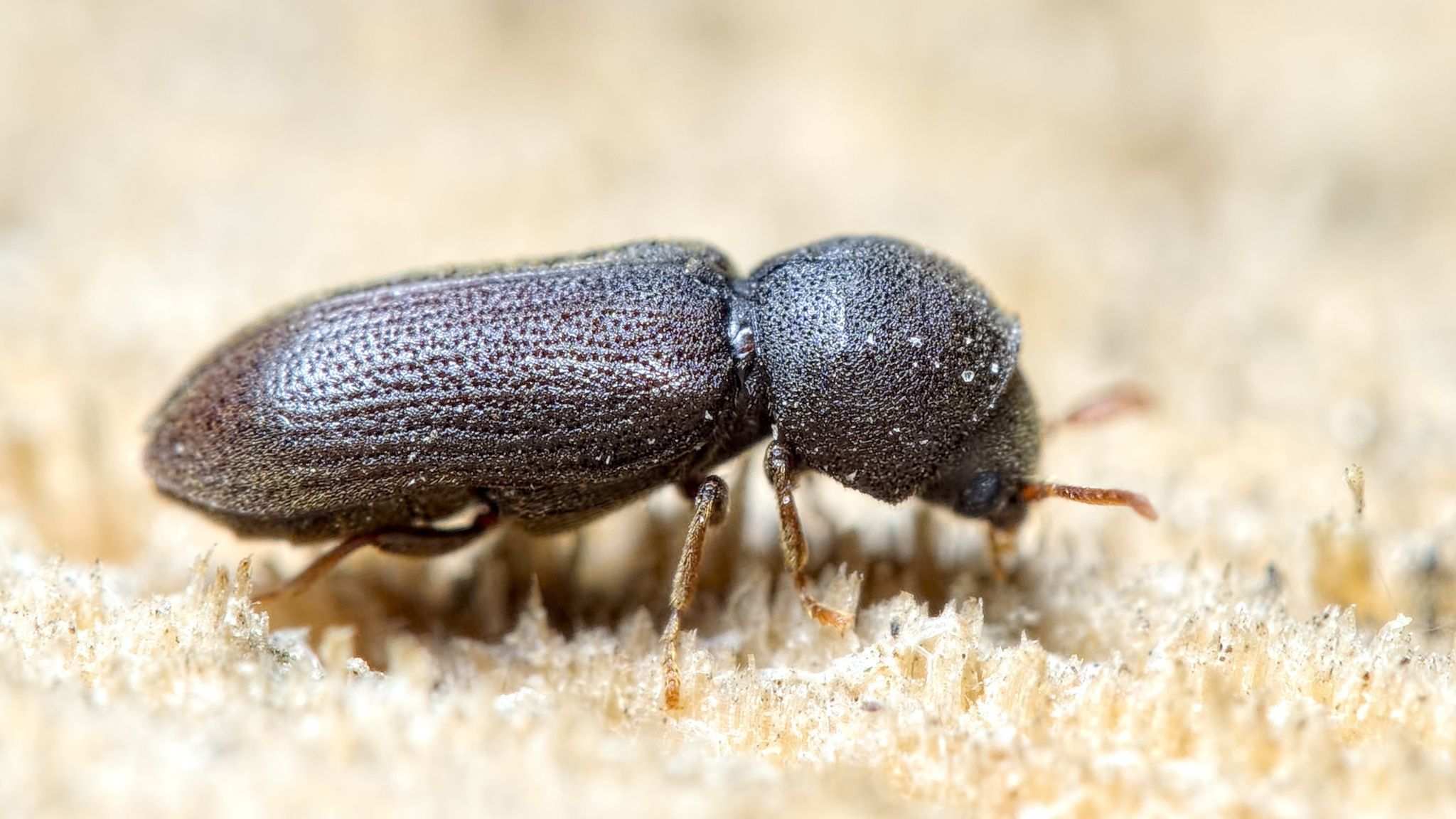 Ptilinus fuscus