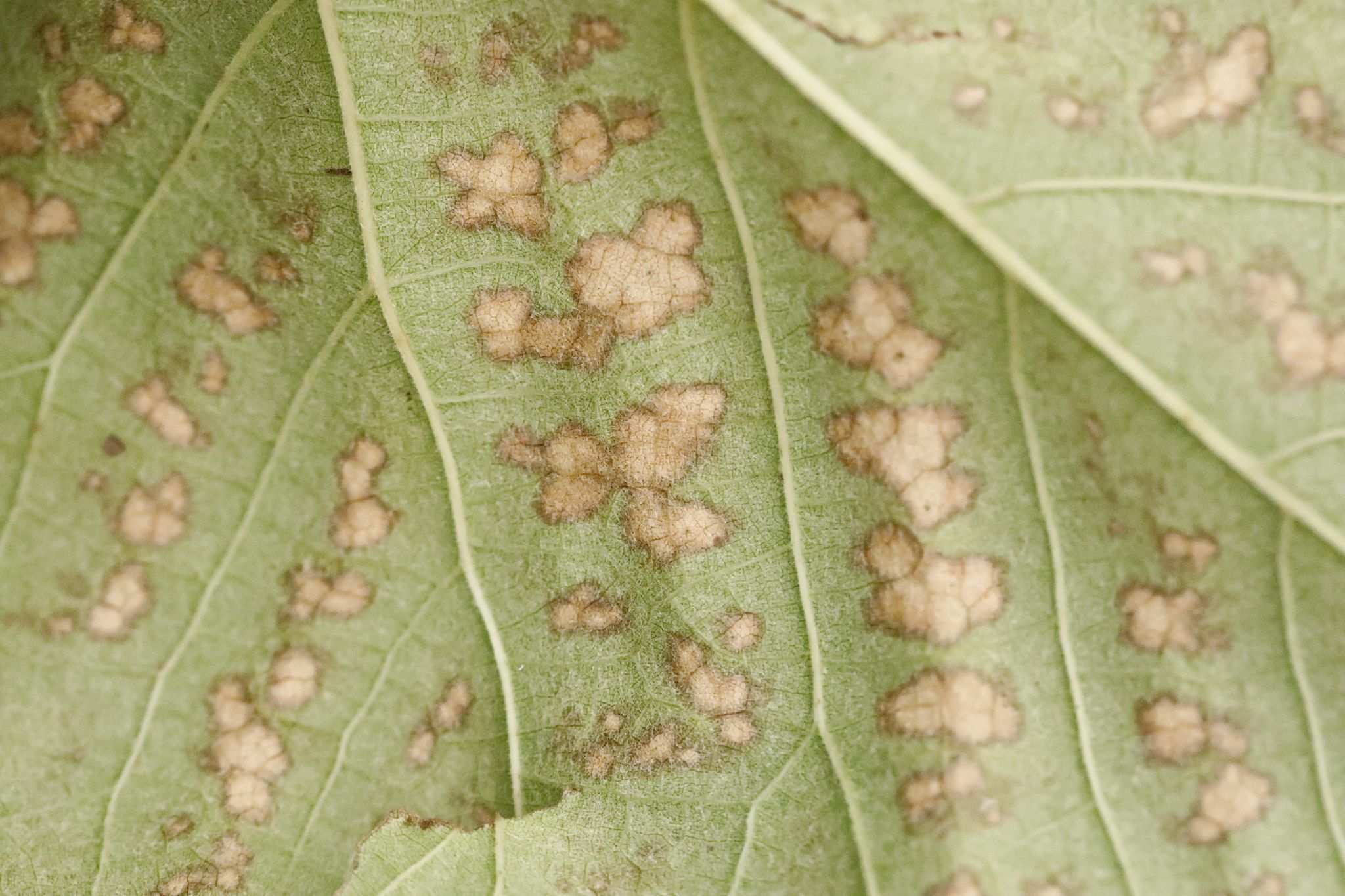 Pseudopezicula tracheiphila