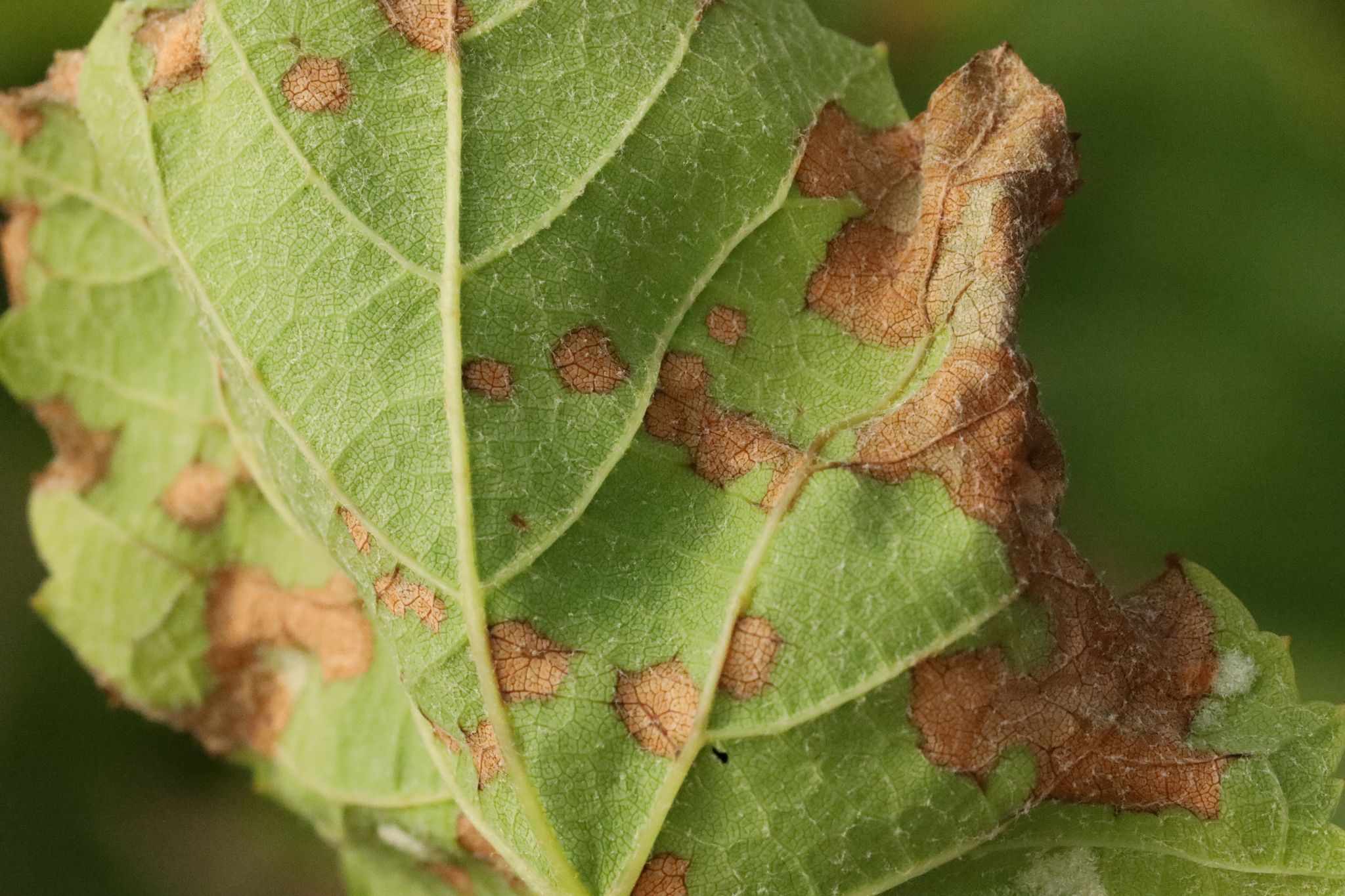 Pseudopezicula tracheiphila