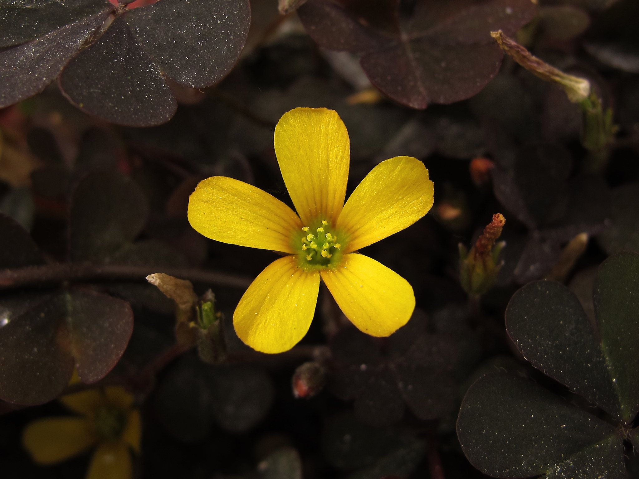 Oxalis corniculata