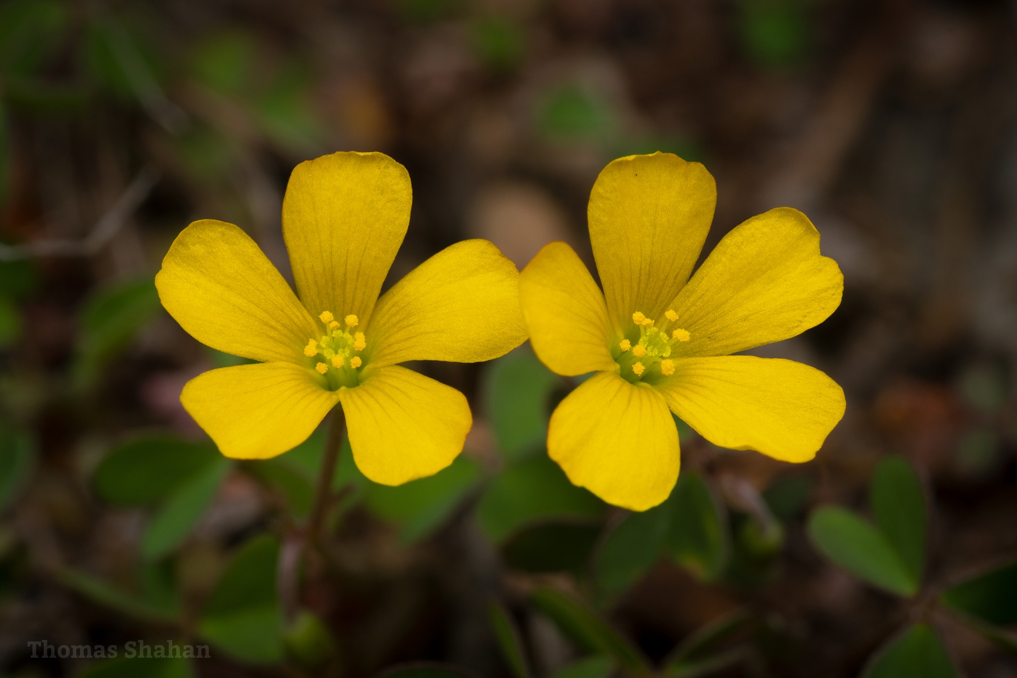 Oxalis corniculata