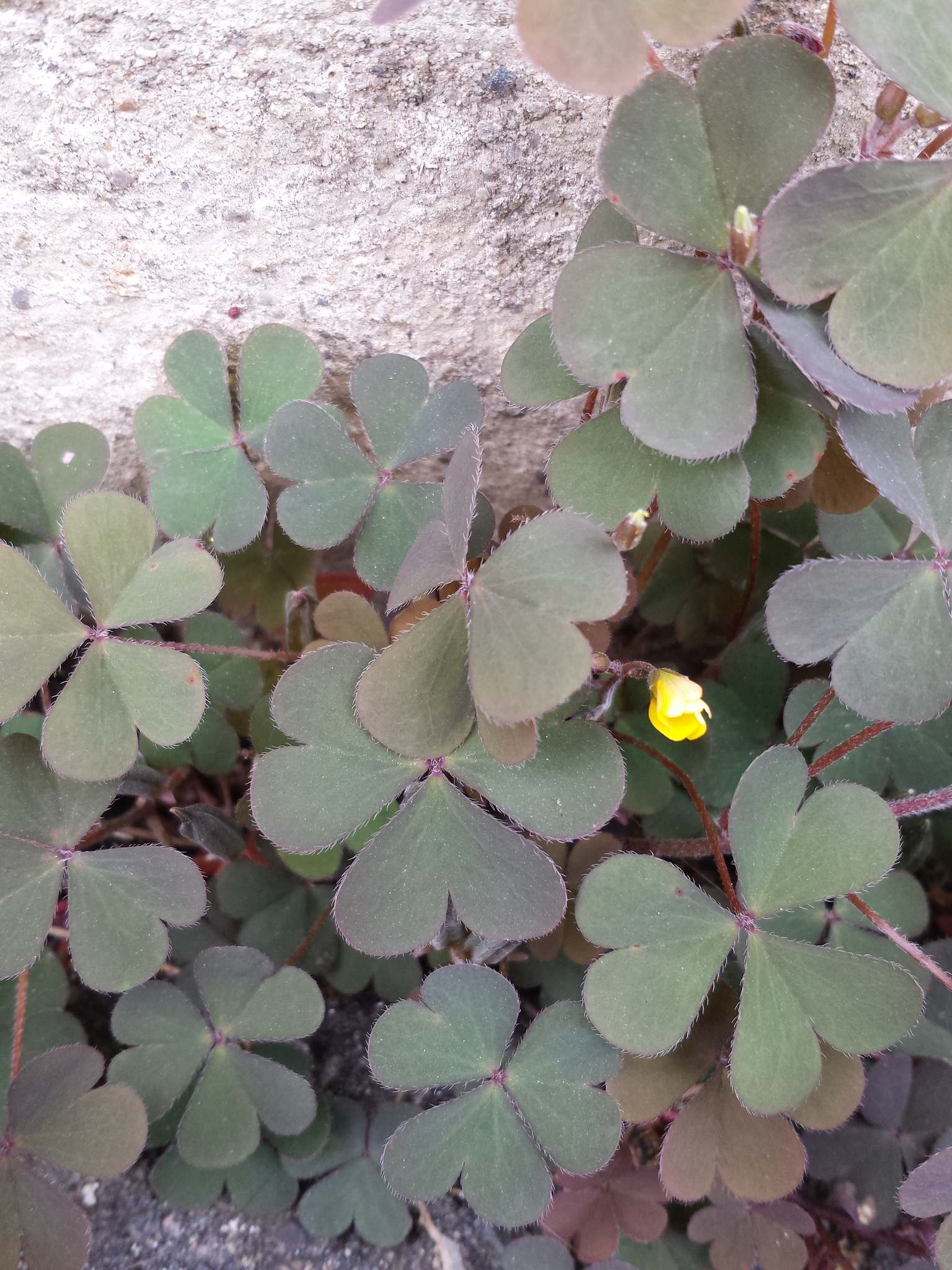 Oxalis corniculata