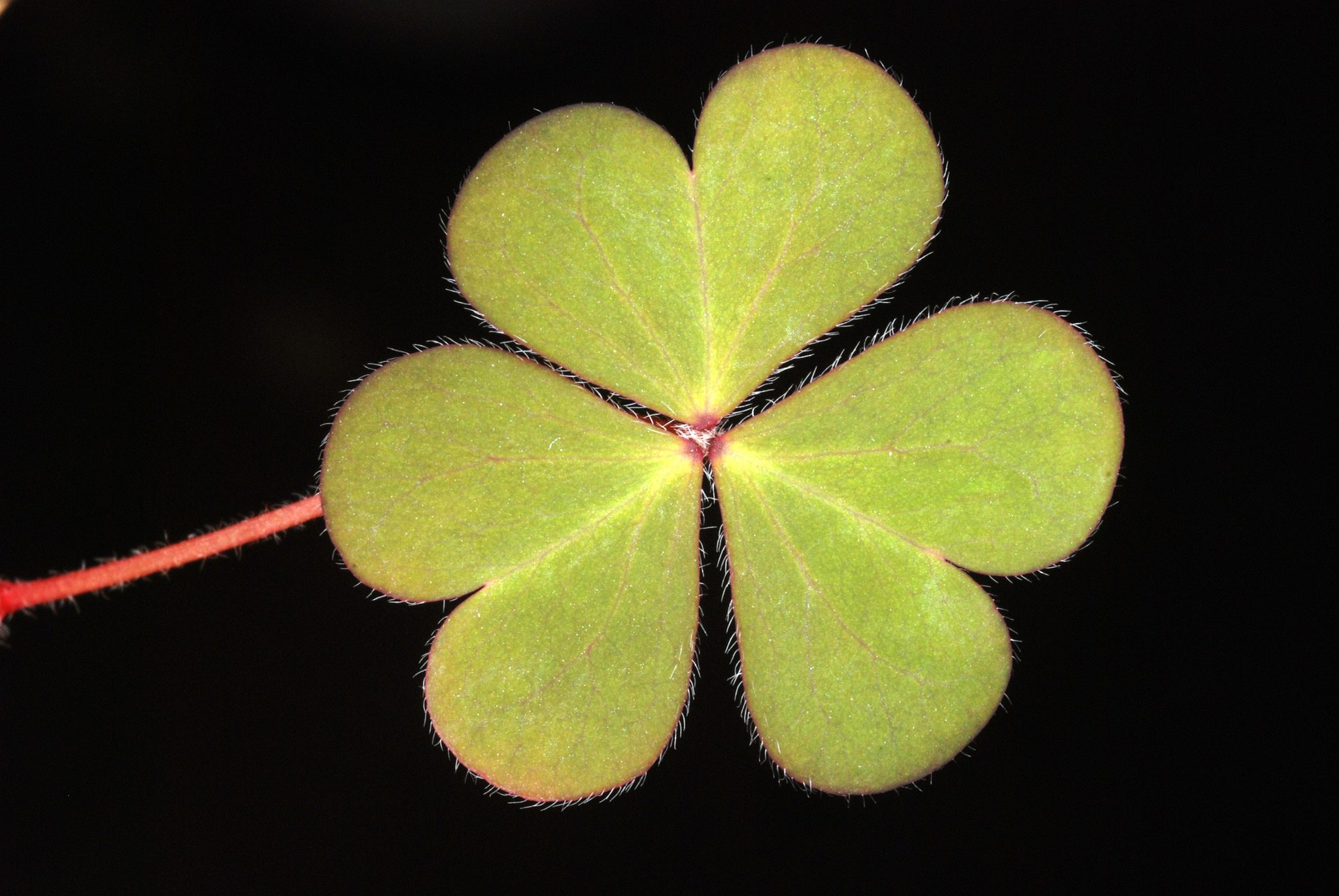 Oxalis corniculata
