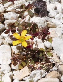 Oxalis corniculata