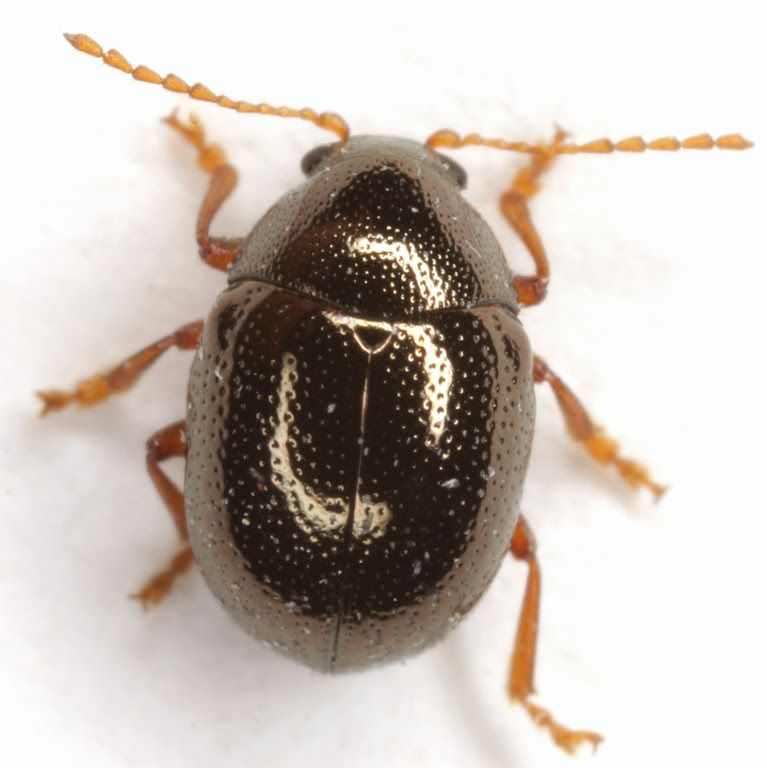 Spintherophyta