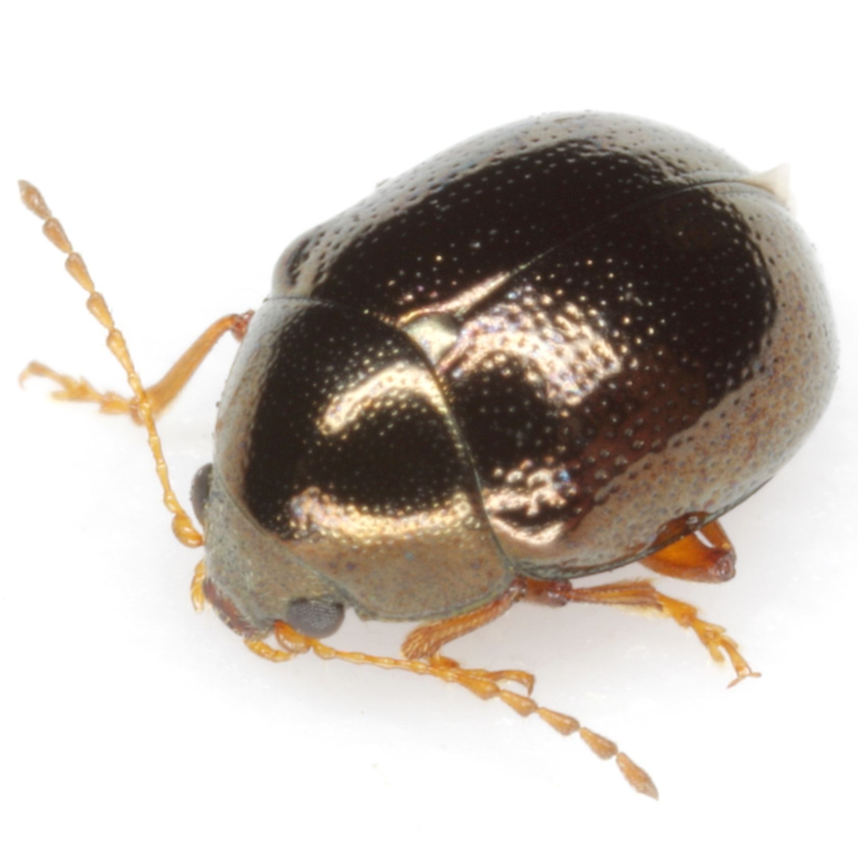 Spintherophyta