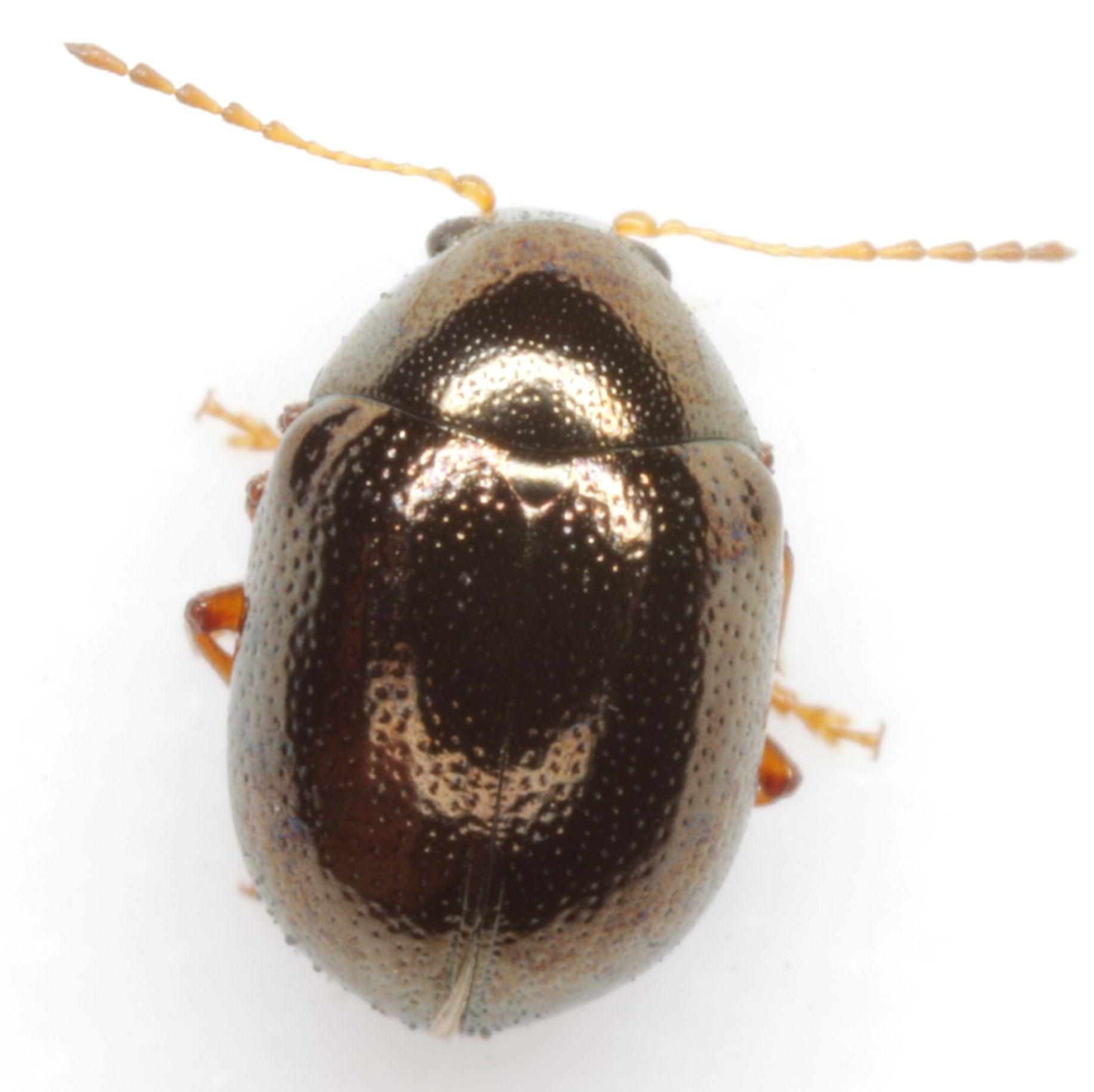 Spintherophyta