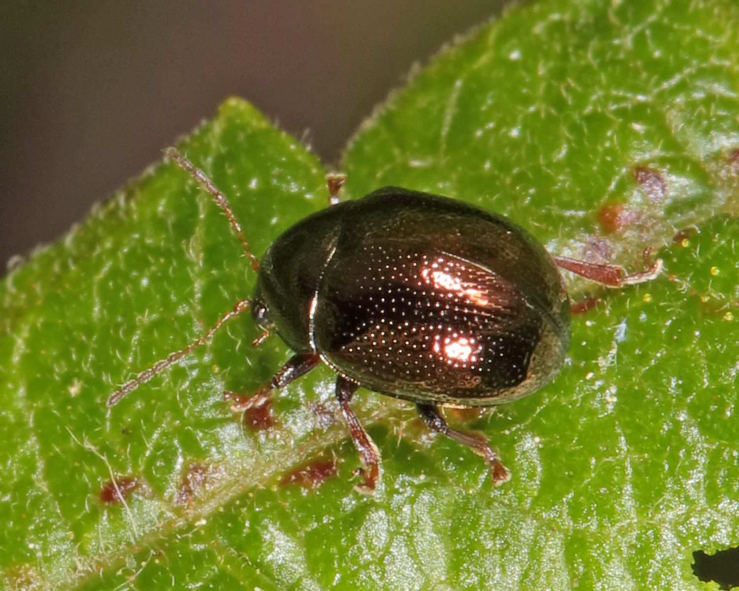 Spintherophyta