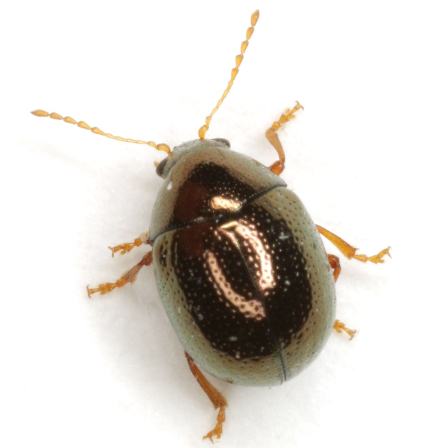 Spintherophyta