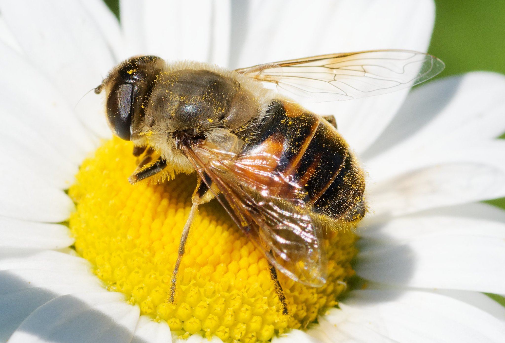 Eristalis tenax