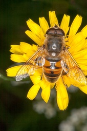 Eristalis tenax