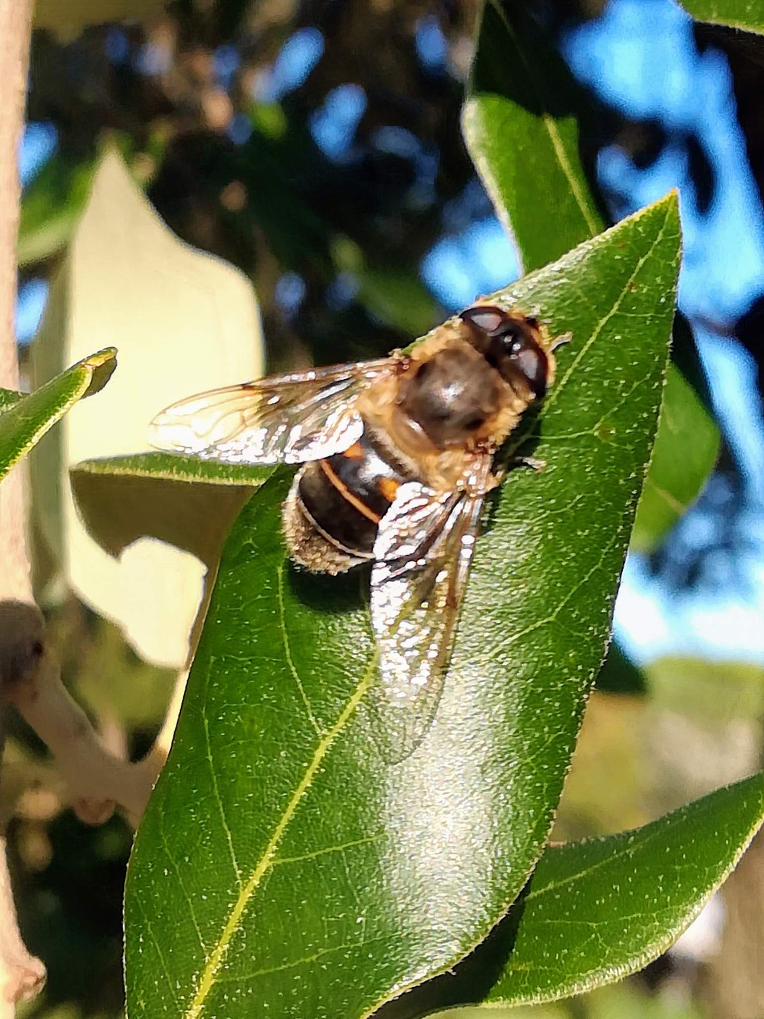 Eristalis tenax