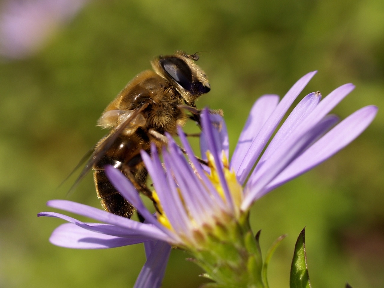Eristalis tenax