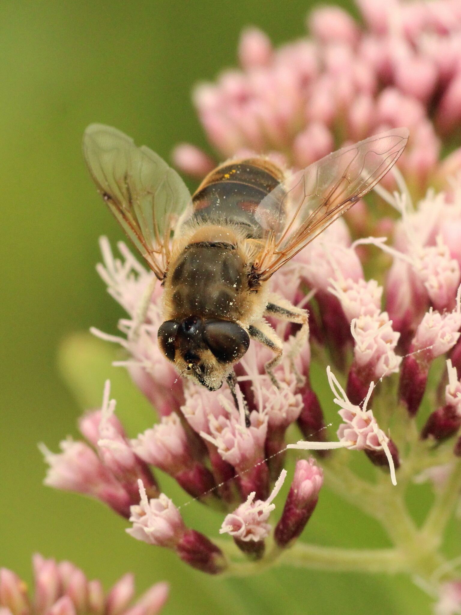 Eristalis tenax