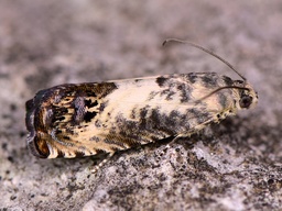 Pammene fasciana