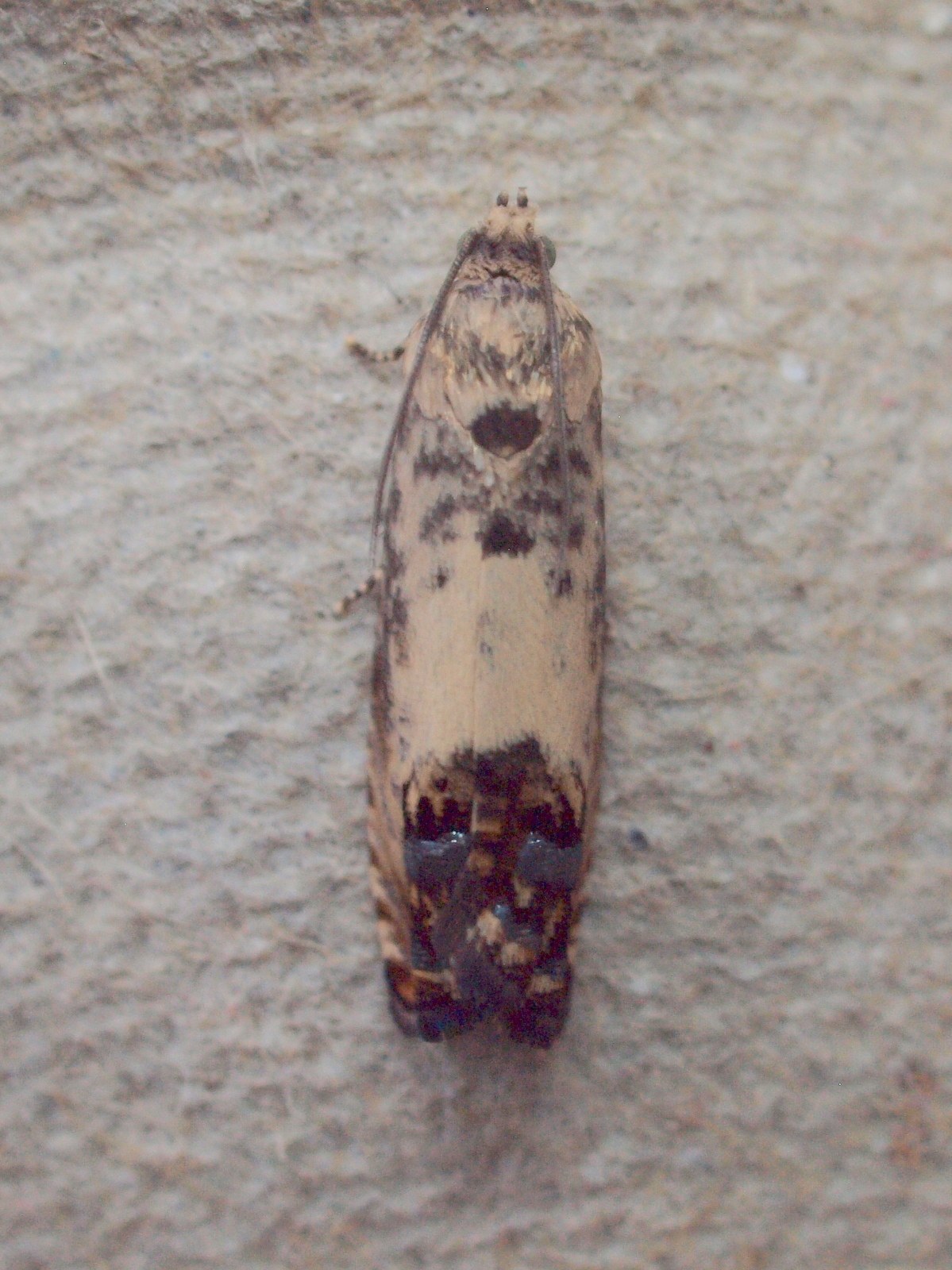 Pammene fasciana