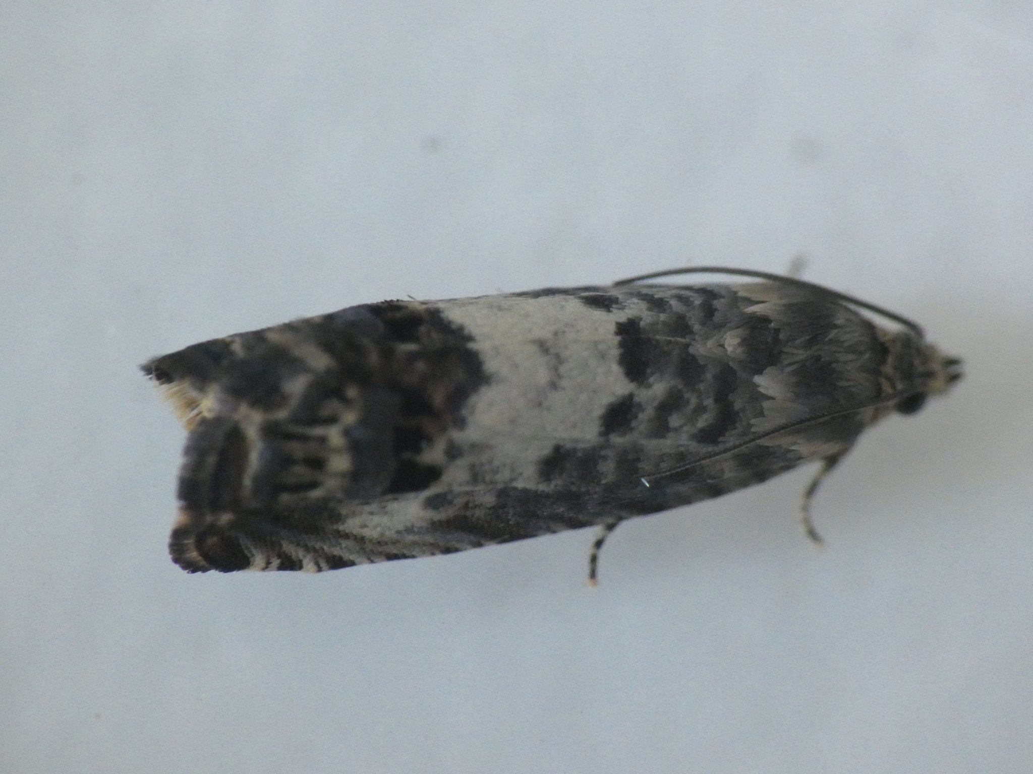 Pammene fasciana