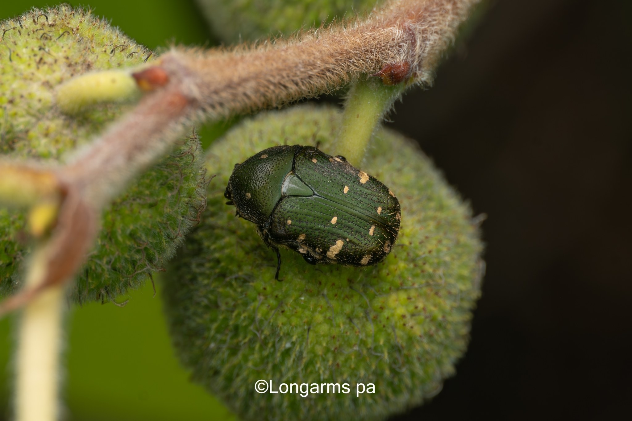 Gametis jucunda