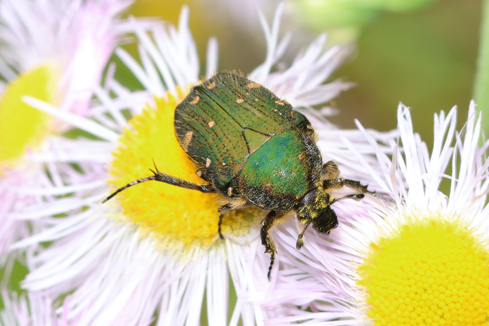 Gametis jucunda