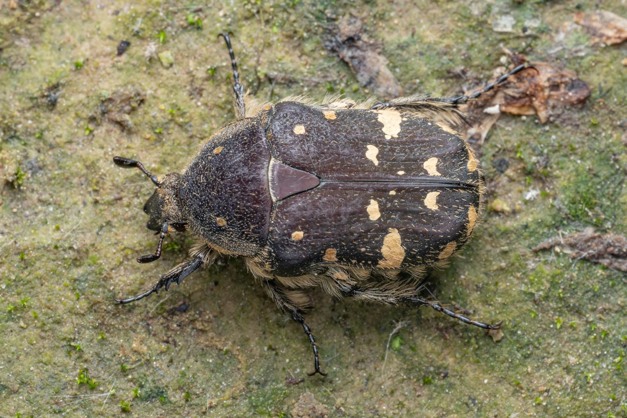 Gametis jucunda