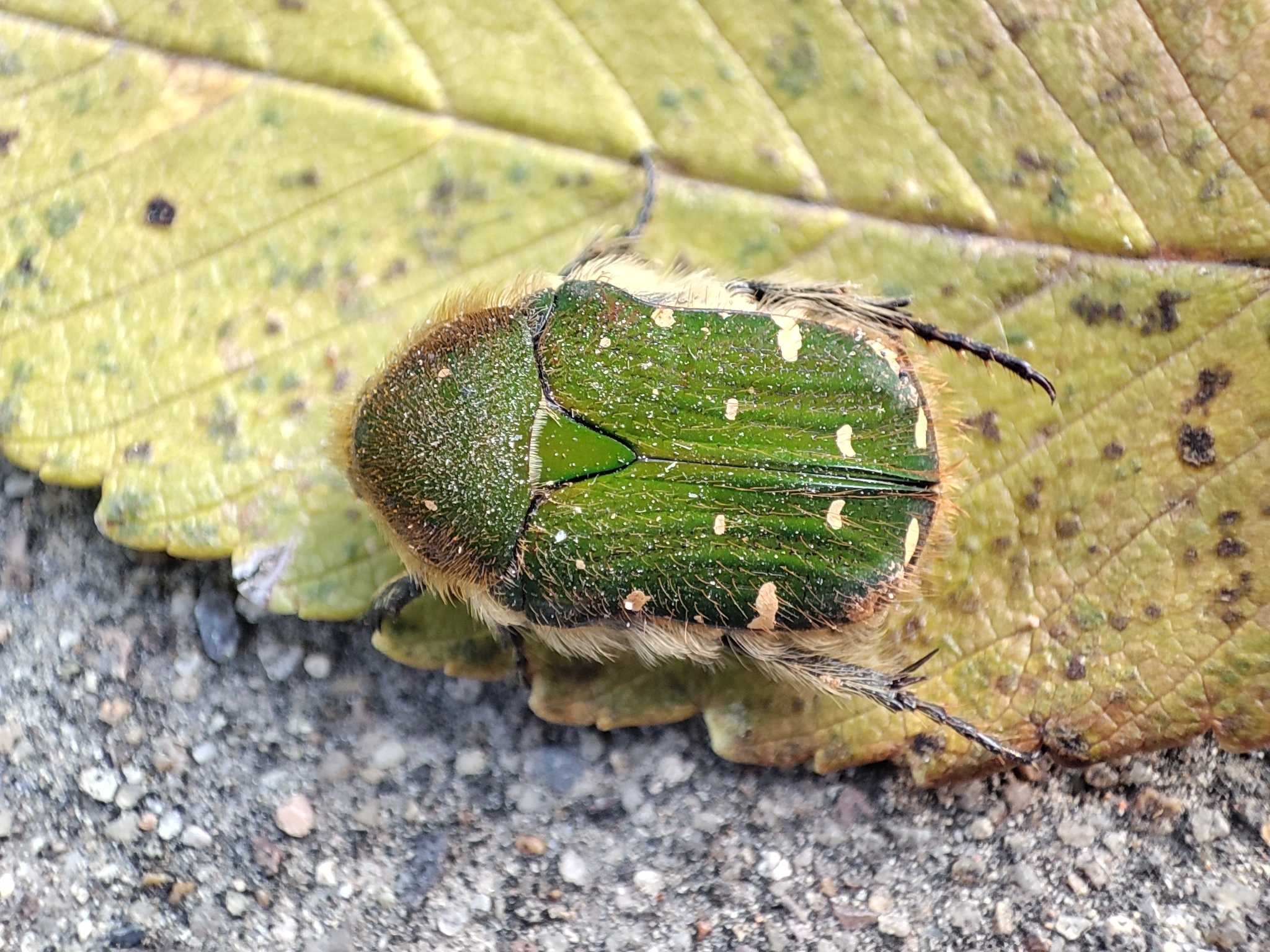 Gametis jucunda