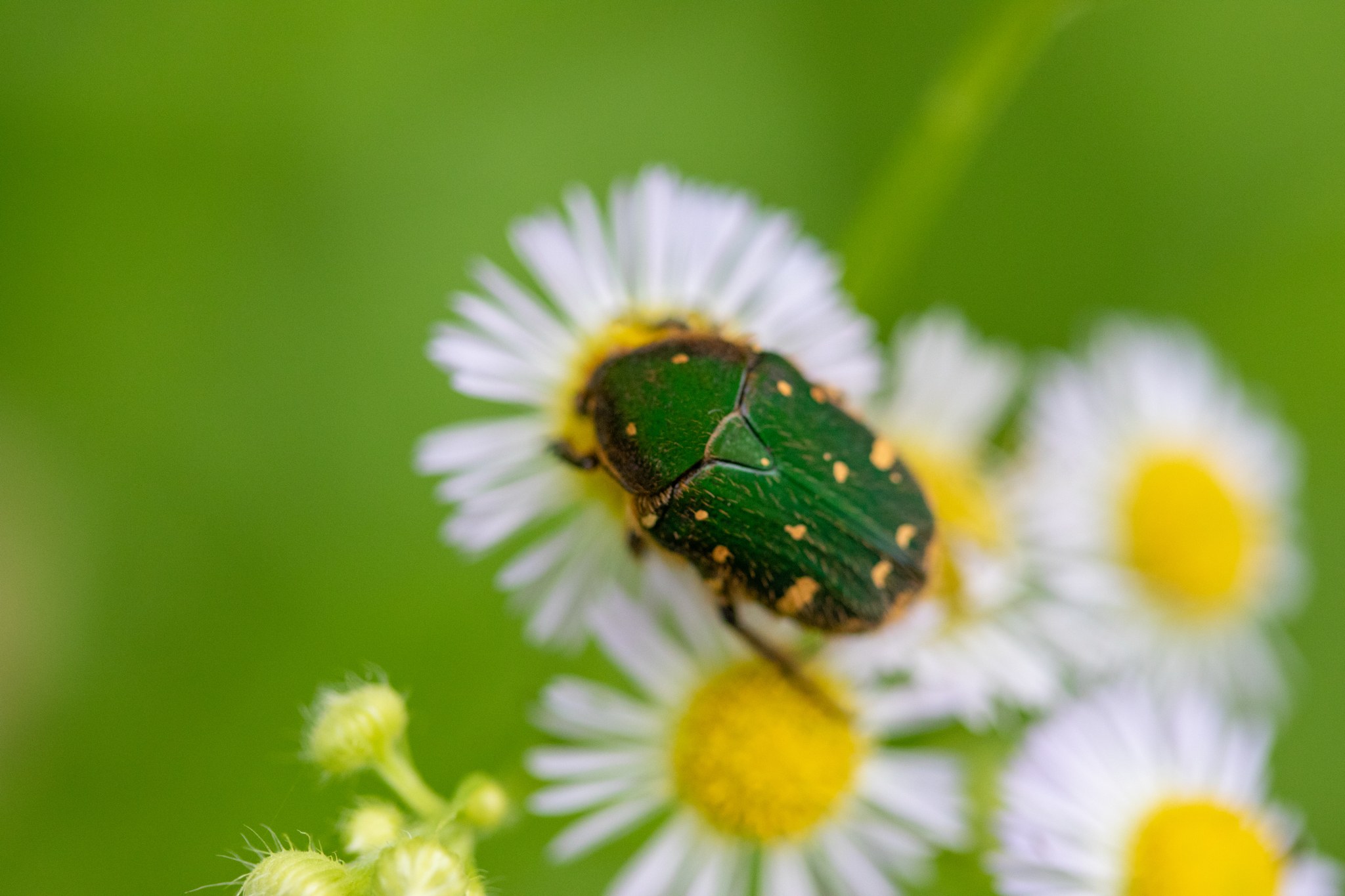 Gametis jucunda