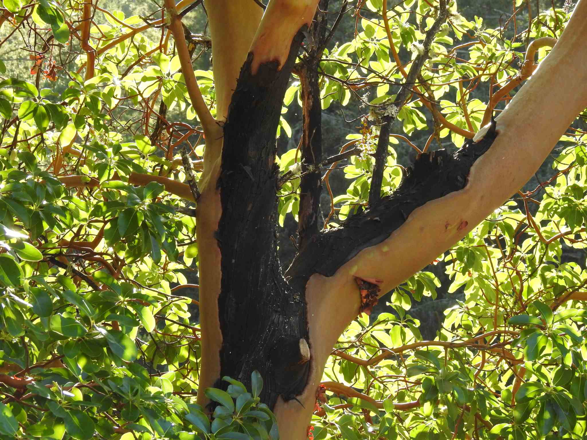 Neofusicoccum mangiferae