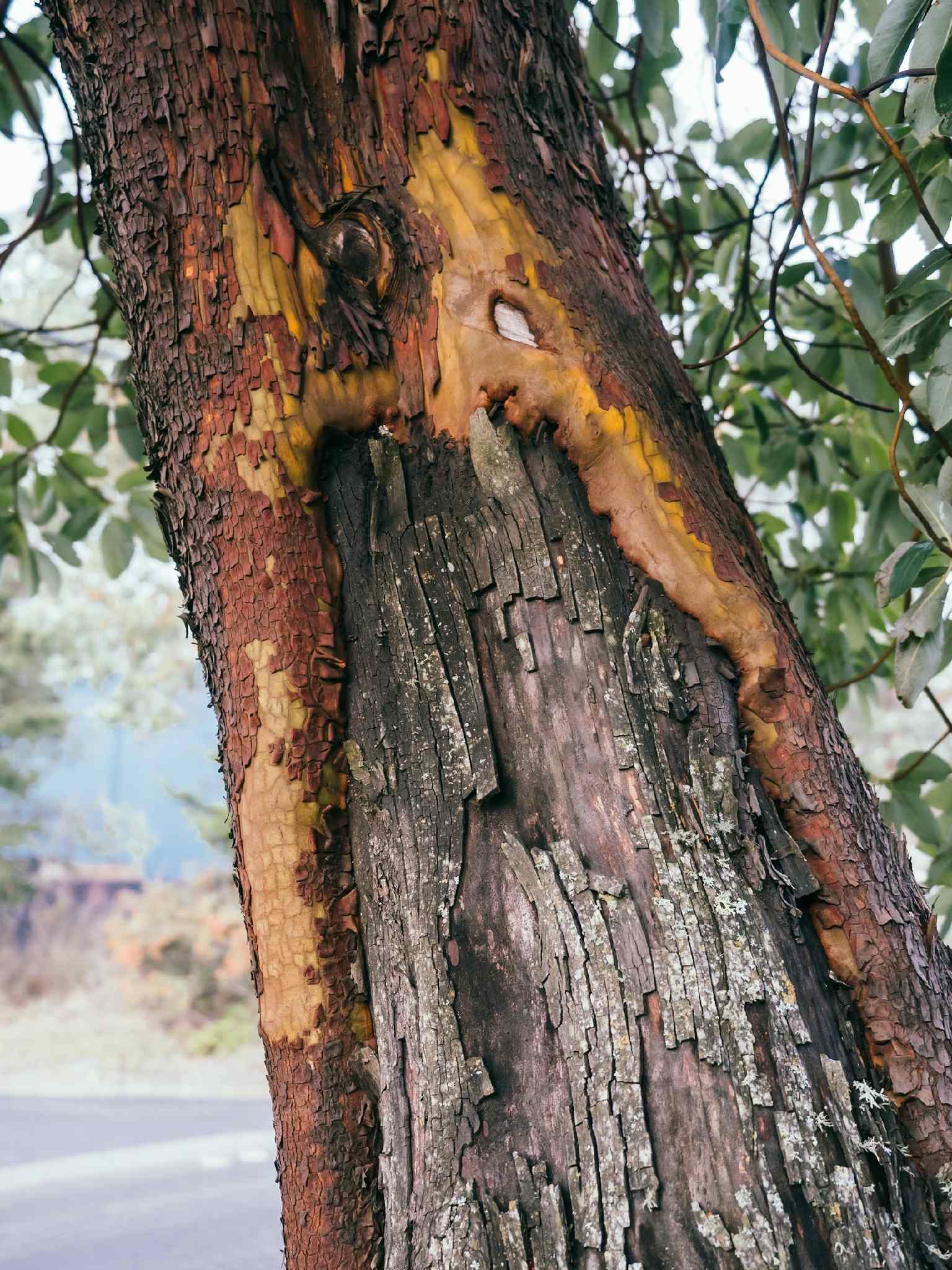 Neofusicoccum mangiferae