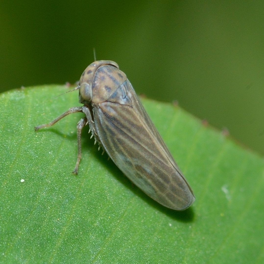 Agallia constricta