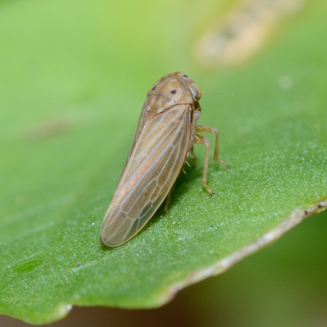 Agallia constricta