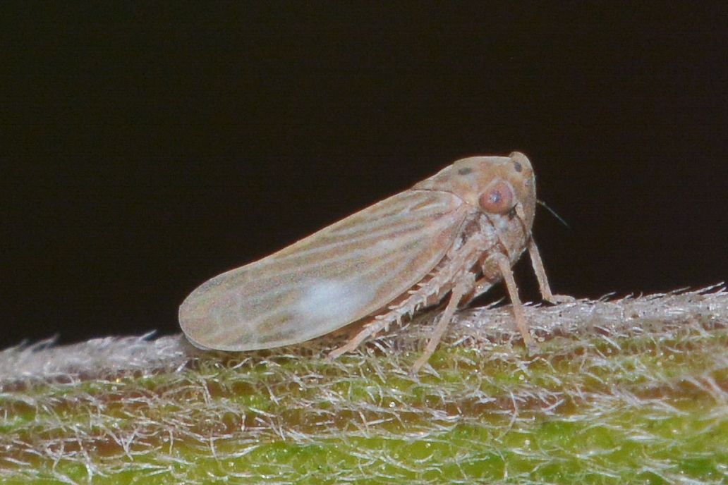Agallia constricta