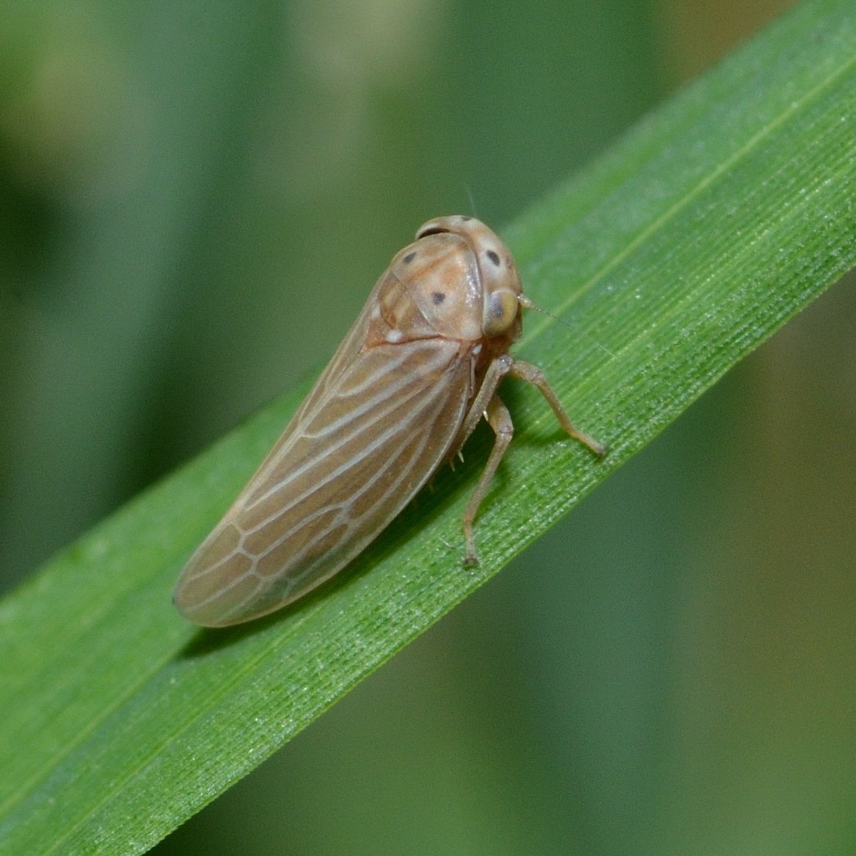 Agallia constricta