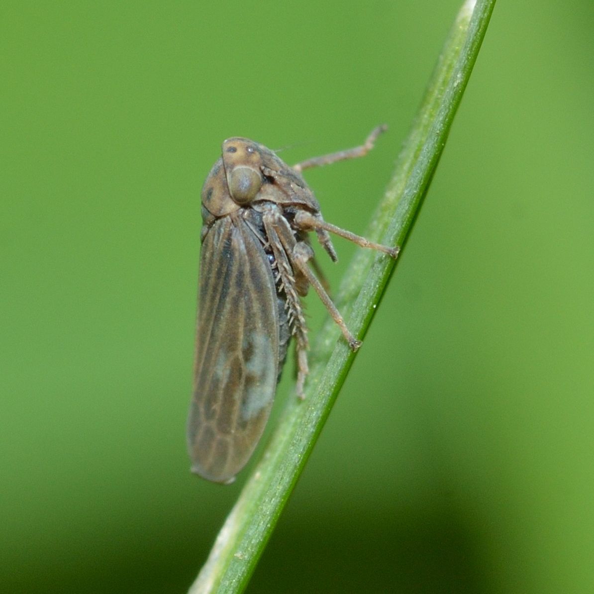 Agallia constricta