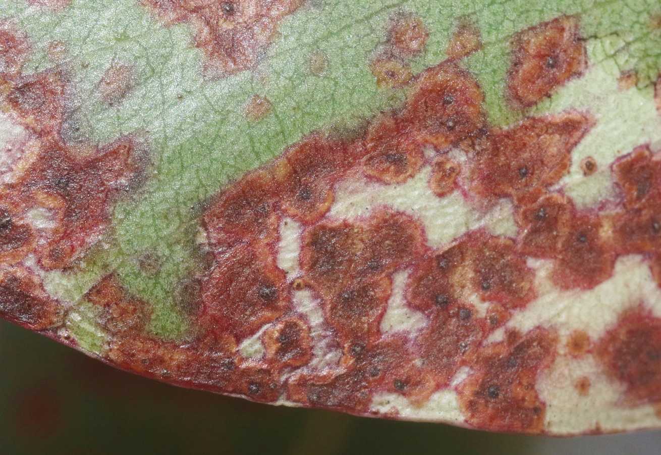 Teratosphaeria destructans