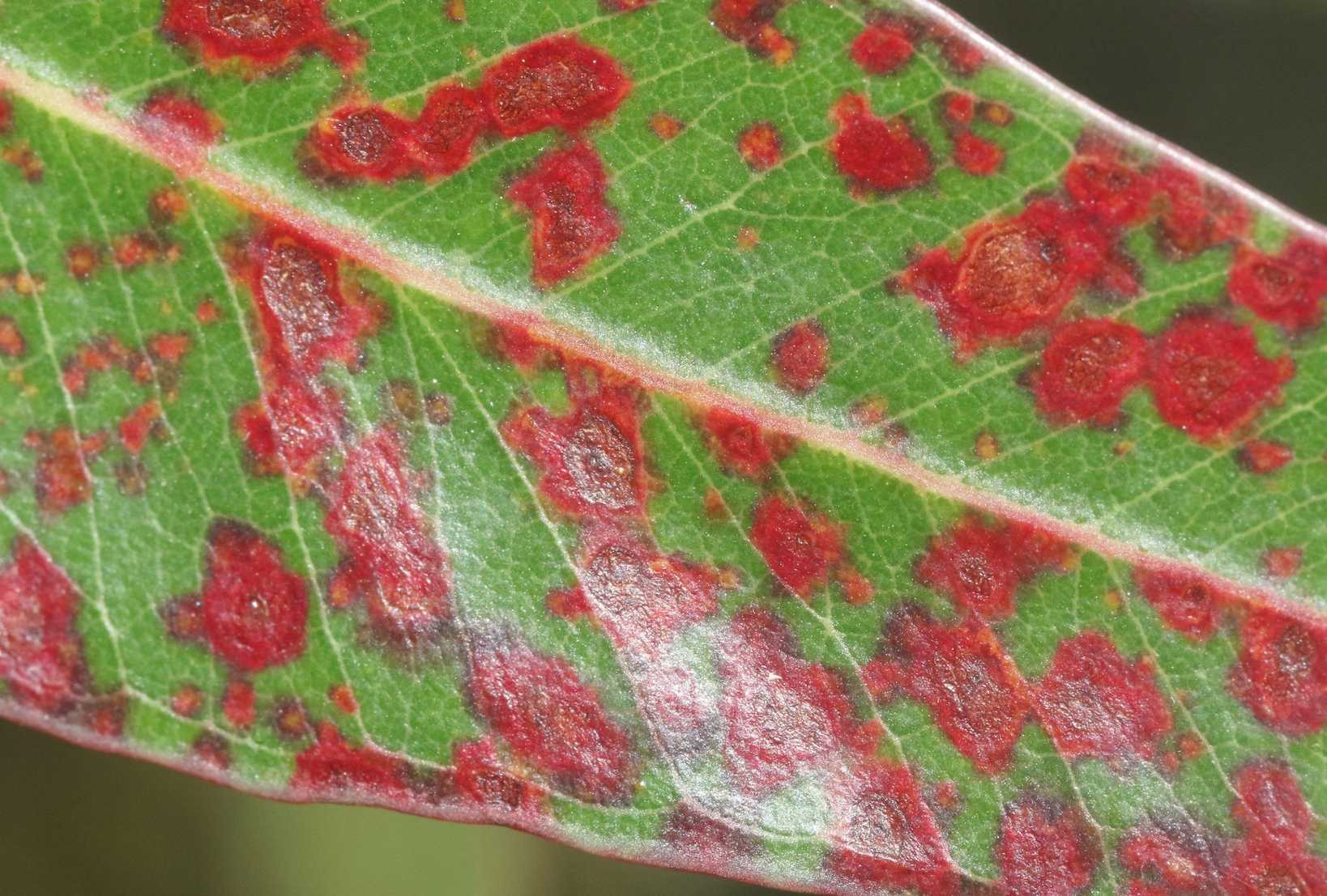 Teratosphaeria destructans