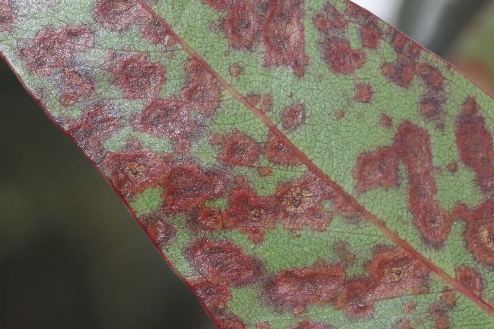 Teratosphaeria destructans