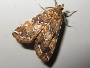 Elophila turbata