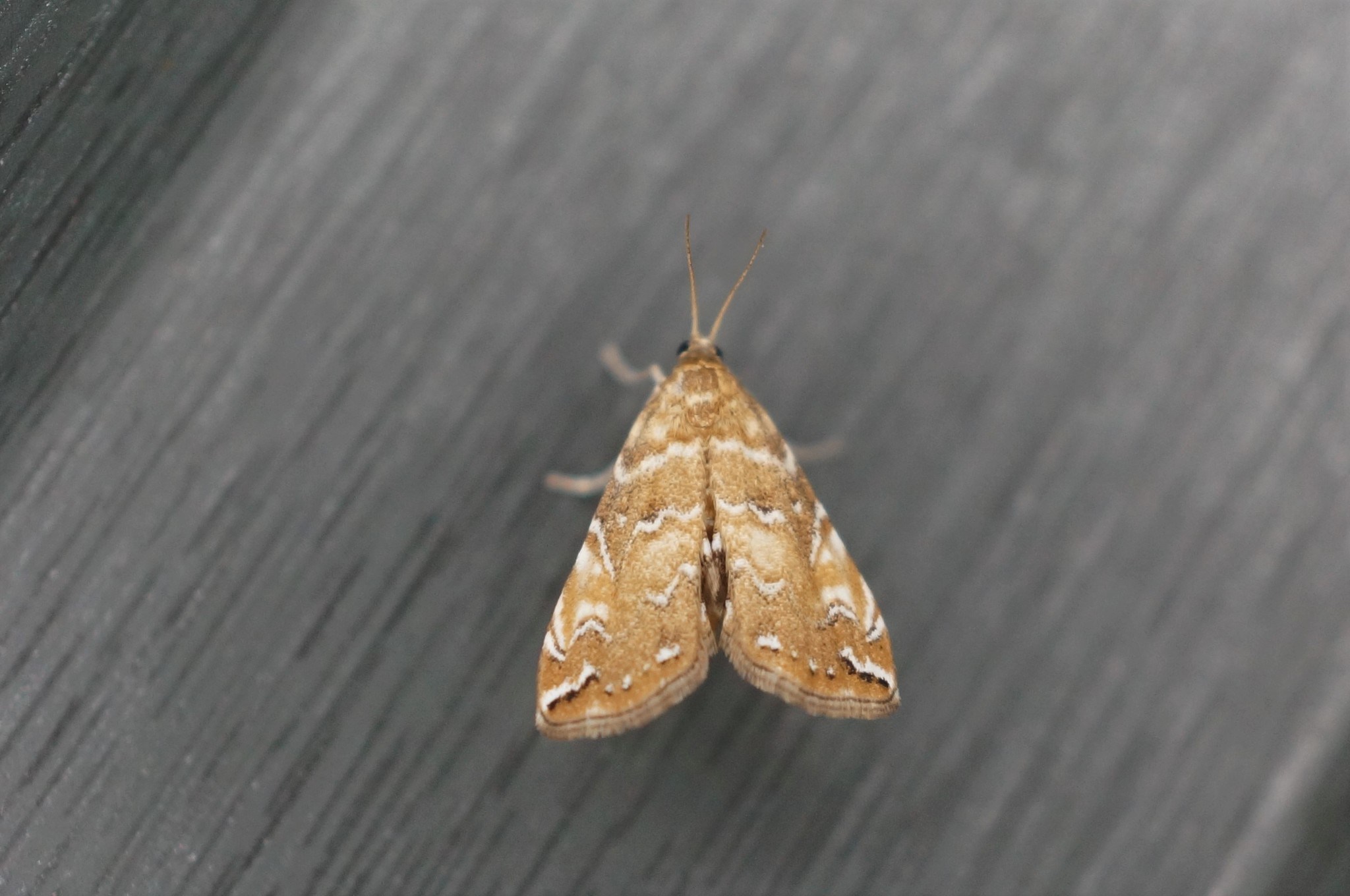 Elophila turbata