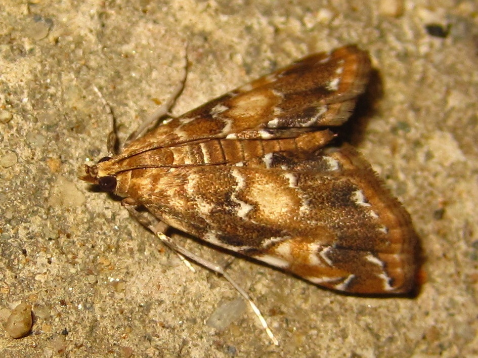 Elophila turbata