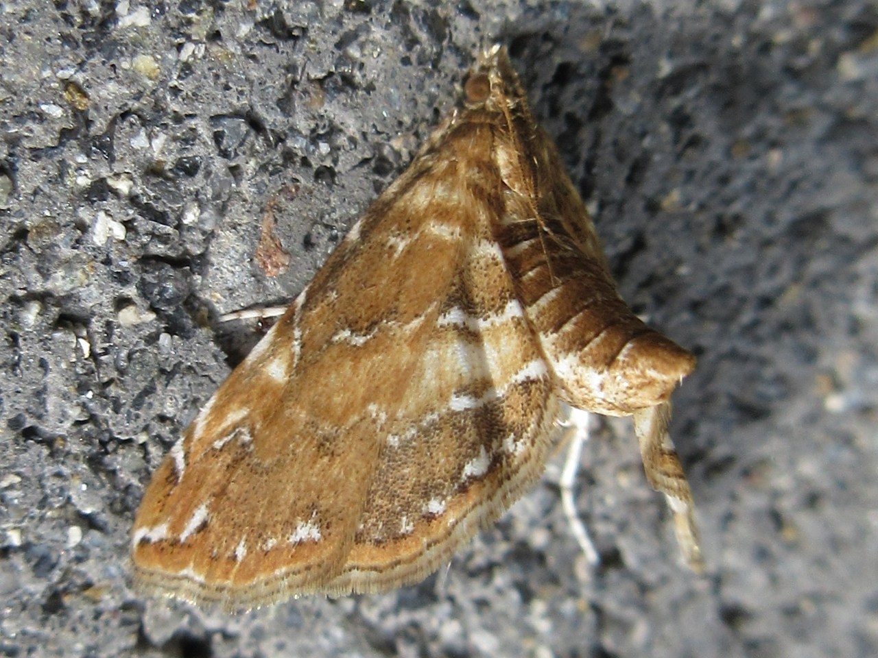 Elophila turbata