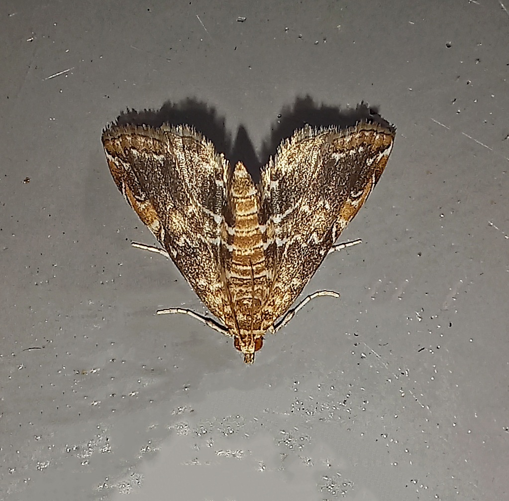 Elophila turbata