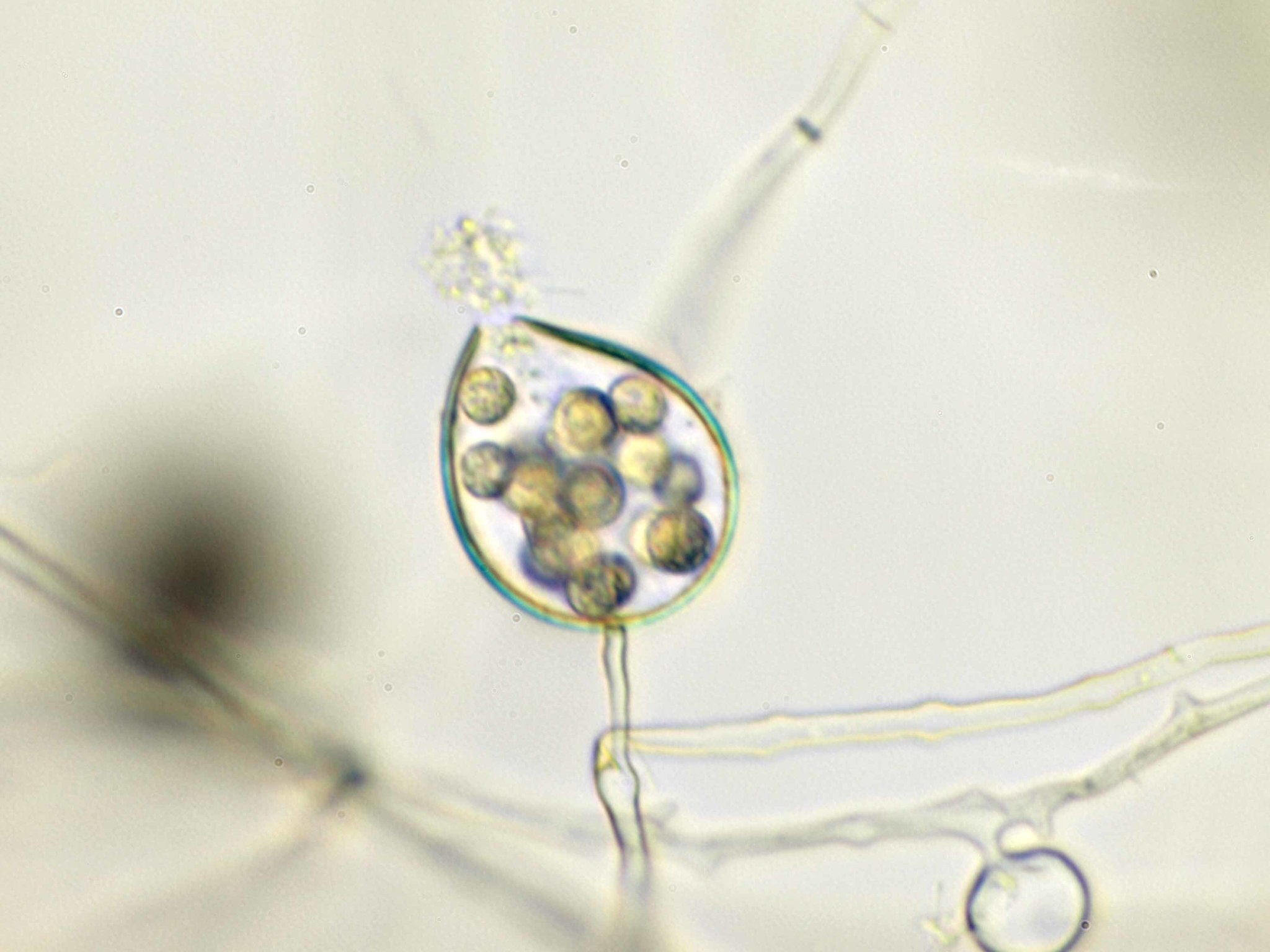 Phytophthora capsici