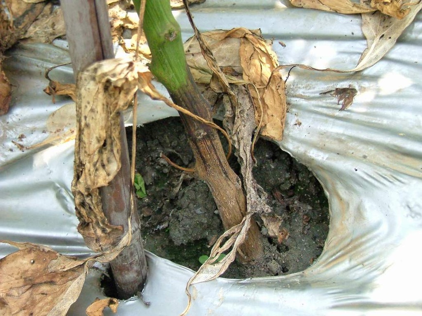 Phytophthora capsici