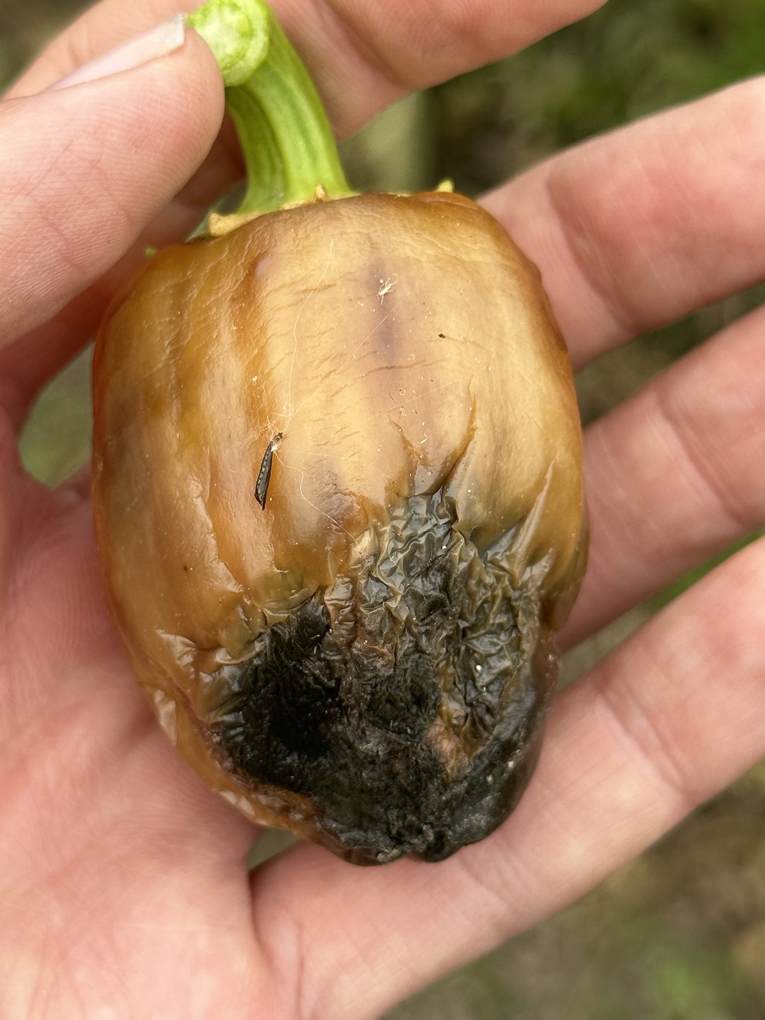 Phytophthora capsici
